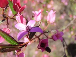 Pink Boronia wildflowers in spring
