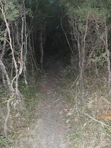 Track winding through the bush