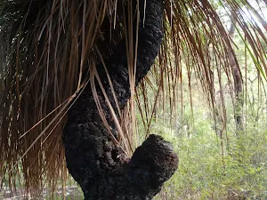 Dharug NP