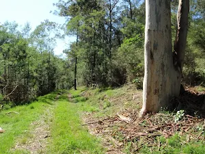 Large gums line much of the Simpson Track
