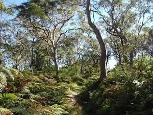Wetland Trail to Redgum Lookout