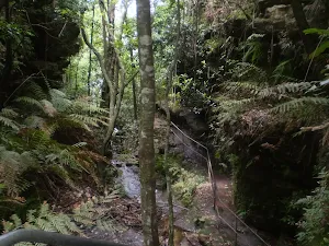 The surrounding jungle on the Wentworth Pass Trail