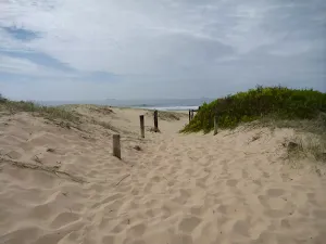 Timber posts on the track towards Redhead Beach