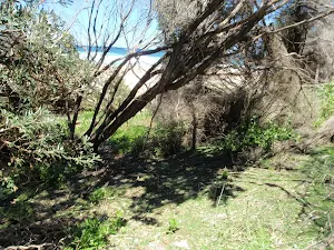 View of ocean at the from the bush on Grass Tree track