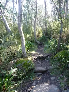 Track wining up through the forest