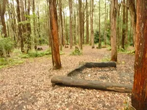Sitting area at the Turpentines campsite in the Watagans