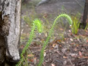 New shoots