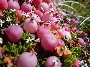 Close up of some Alpine berries