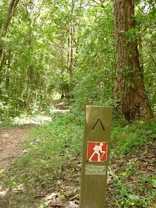 Walking through the dense forest in the Lane Cove Valley