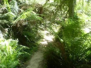 Track from Carringotn Park to Cliff Rd