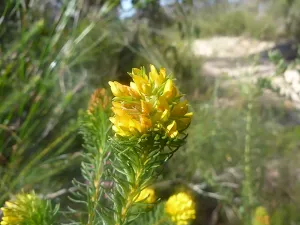 Wild Flowers on Elvina Track