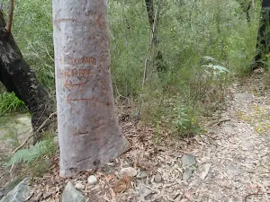 Scratched tree with directions