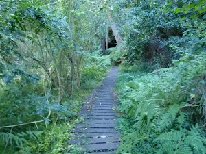 Great North Walk near Epping Rd