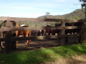 Horses at Glenworth Valley