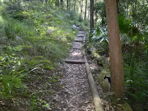 The bushtrack as it heads NE towards the Hacking River