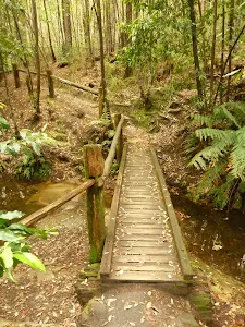 Timber bridge and railing near the Pines campsite in the Watagans