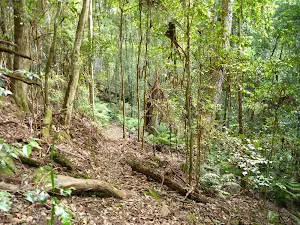 Dense forest on the Lyrebird Trail