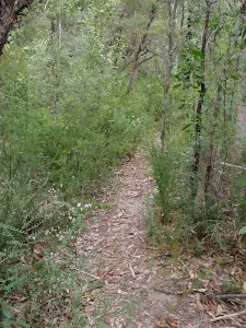 Florabella Track