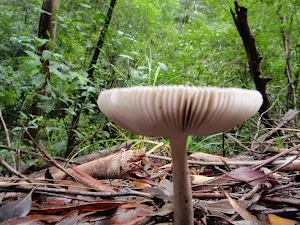 Mushroom