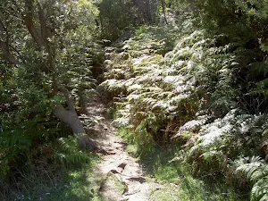 Ferns around track