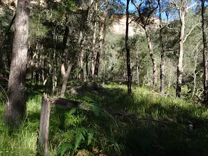Vegetation high on Grose River bank