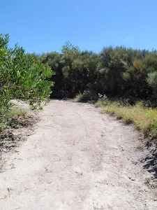 Tall heath on the wide northern section of Geebung Track