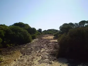 Track near Anzac Rifle Range Maroubra