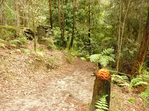 Track through forest in the Watagans