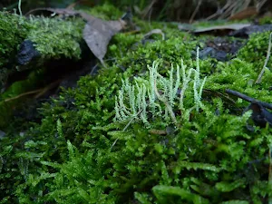 Moss on Merrits Nature Track