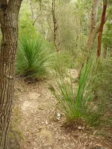 Winding amoung the Grass trees