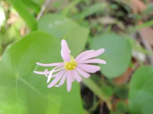 Flowers in Spring