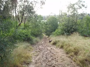 Trail down the hill to Nepean River
