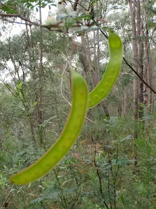 Plateau Pde Florabella Pass Loop