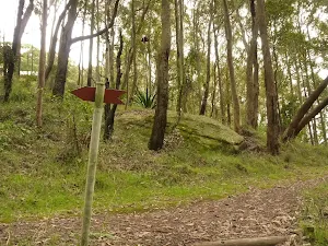 Forest near Mt Sugarloaf