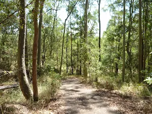 Sunny day in Blackbutt Reserve
