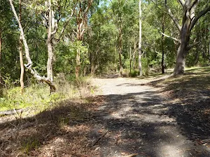 Forested track near the Lily Pond Picnic Area in Blackbutt Reserve
