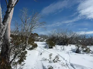 Walking through the snowgums