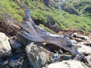 Driftwood