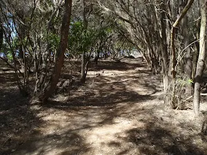 Track to Ocean Beaches