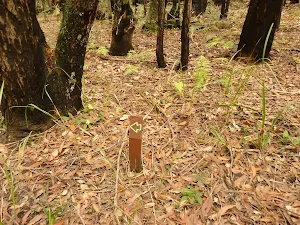 Small timber track marker in the Watagans