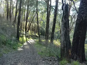 Grove of Alpine Ash on the Cascade trail