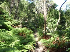 Heading through the ferns