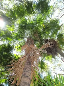 Looking up a tall Palm Tree