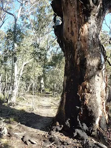 Grand burnt tree