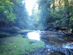 Dora Creek near Abbotts Falls