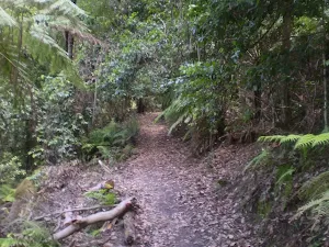 Along the Federal Pass Walking Track