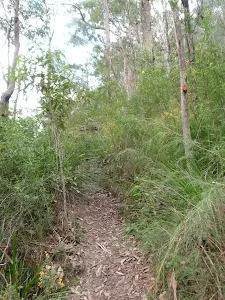 Track through lush heath