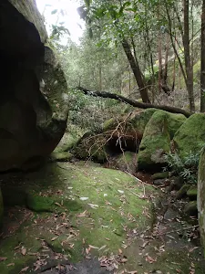 Track over mossy rocks