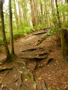 Track with exposed roots near Turpentine campsite