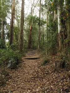 Timber steps on the track